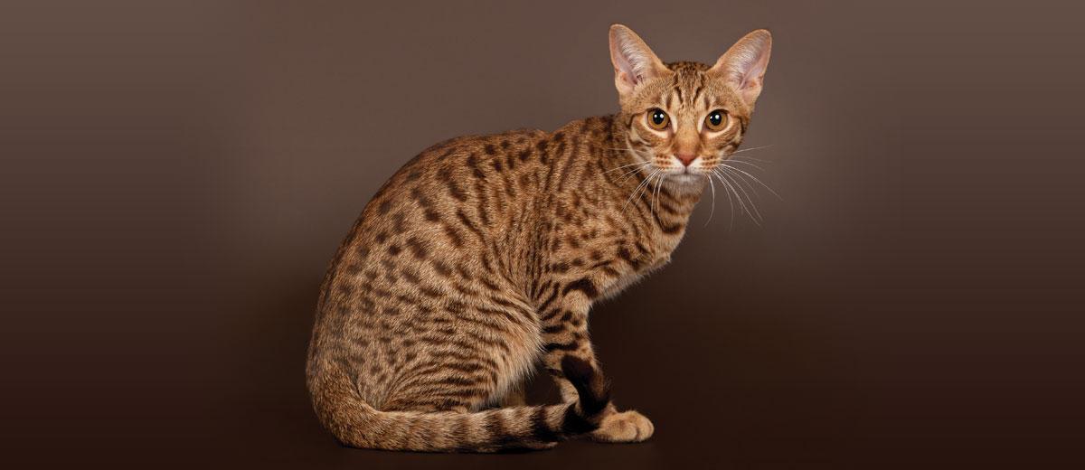 Ocicat