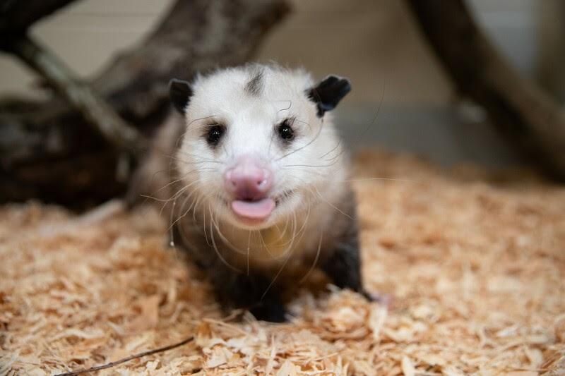 Opossum