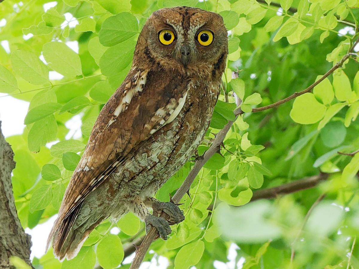 Oriental_Scops_Owl