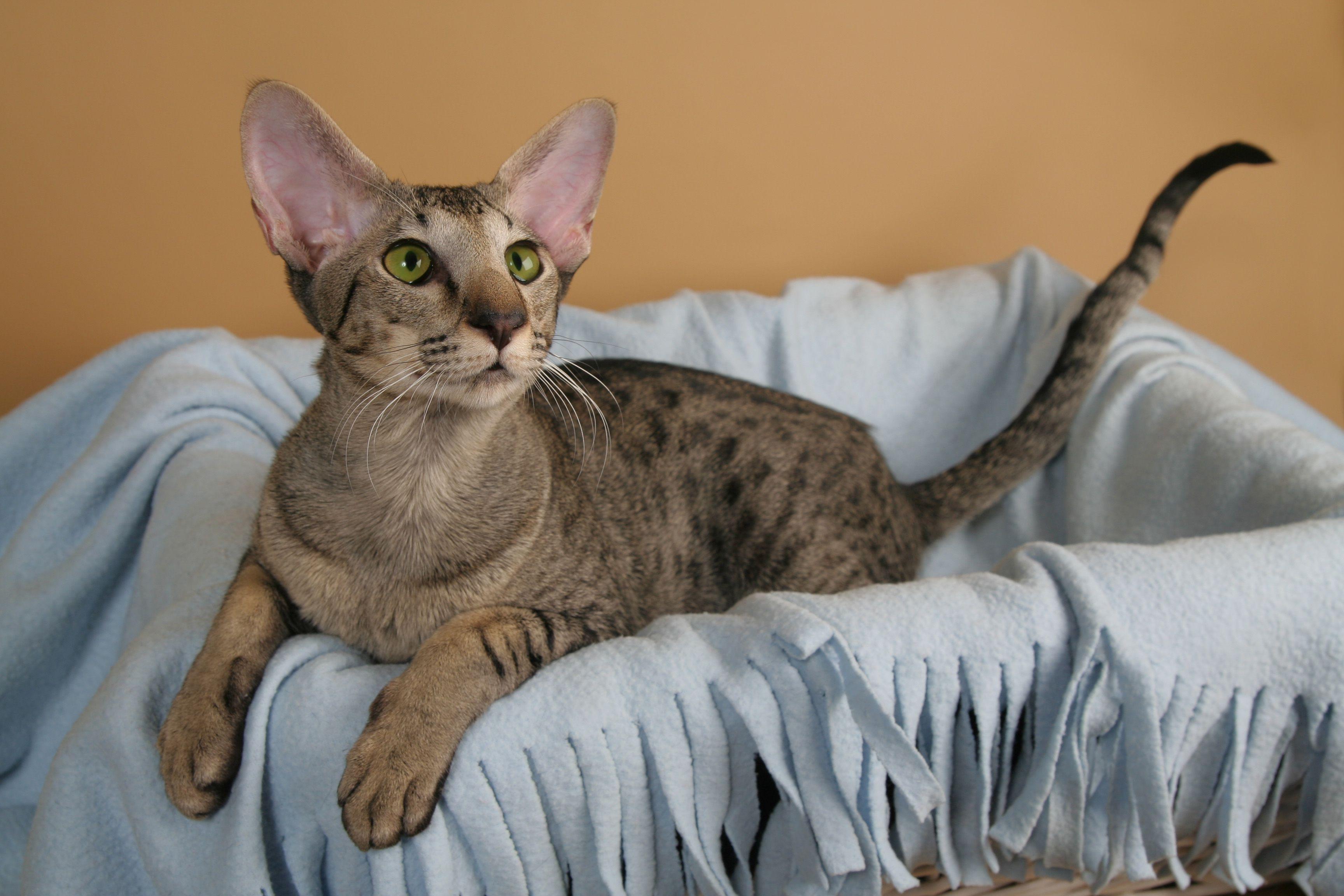 Oriental_Shorthair