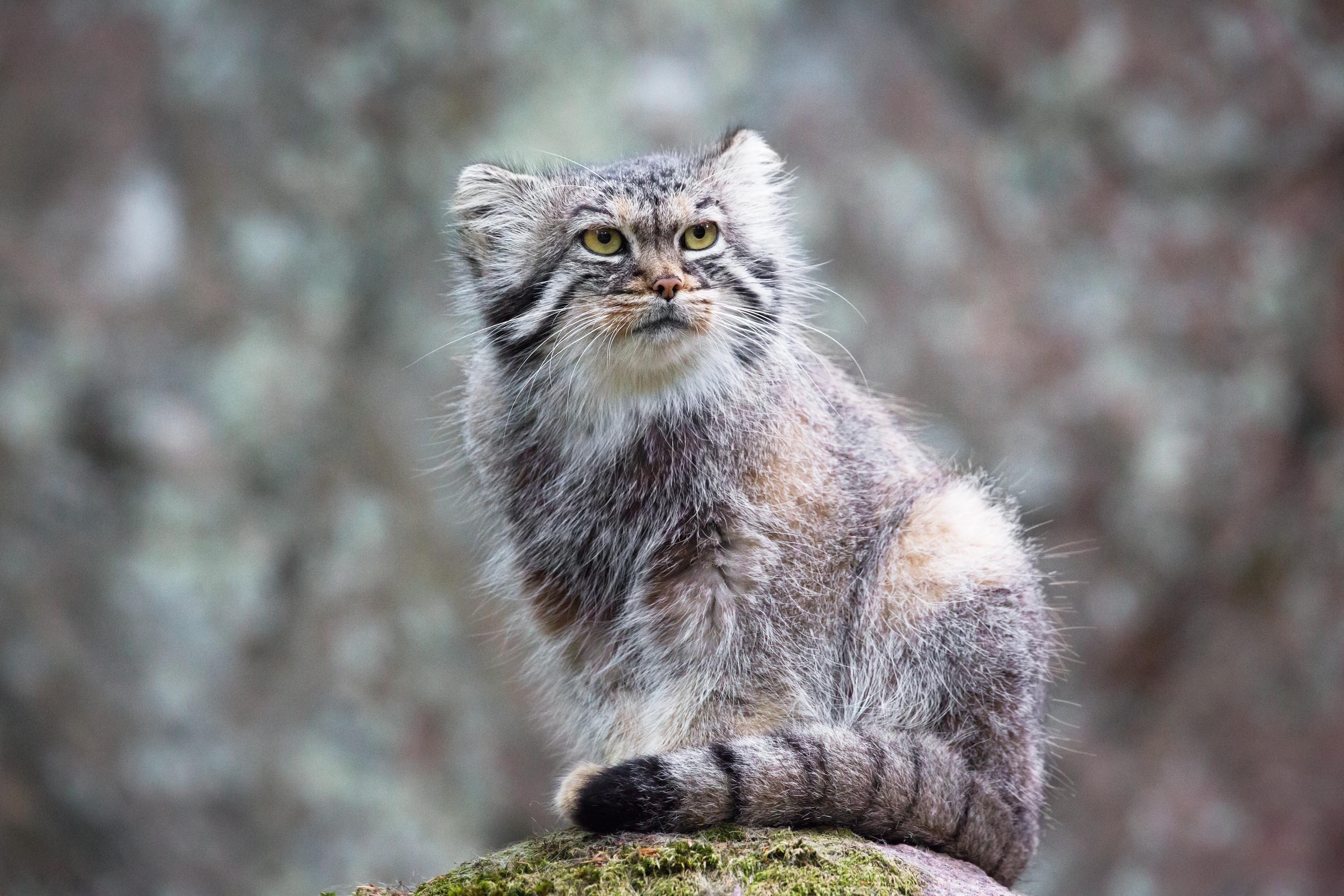 Pallass_Cat