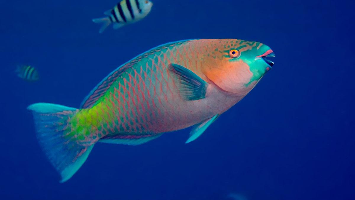 Parrotfish