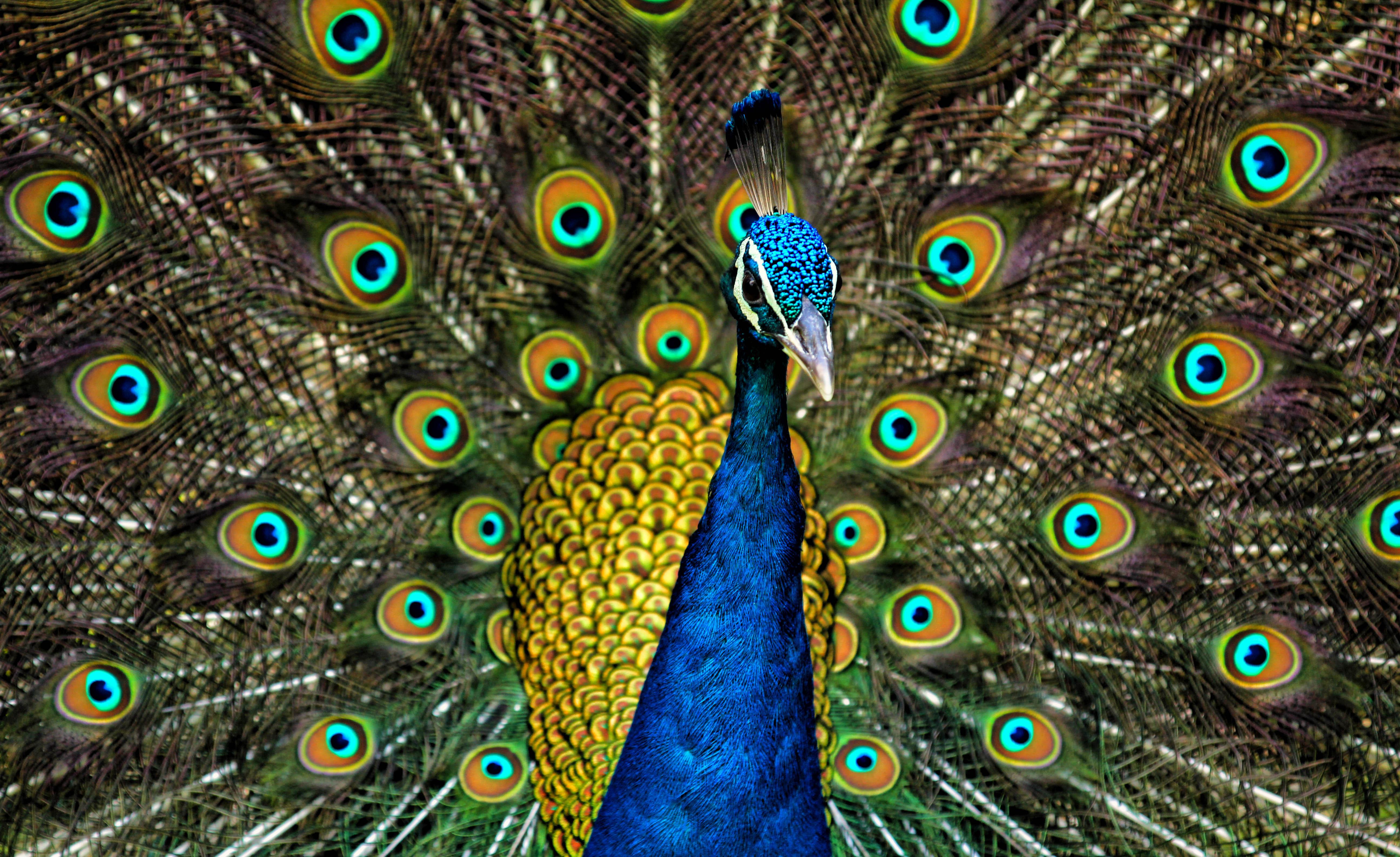 Peacock