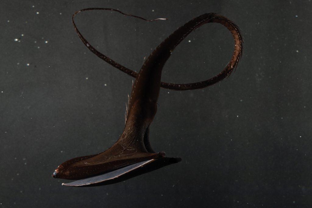 Pelican_Eel