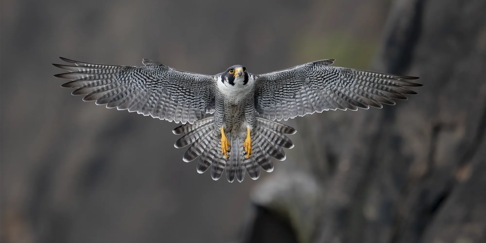 Peregrine_Falcon