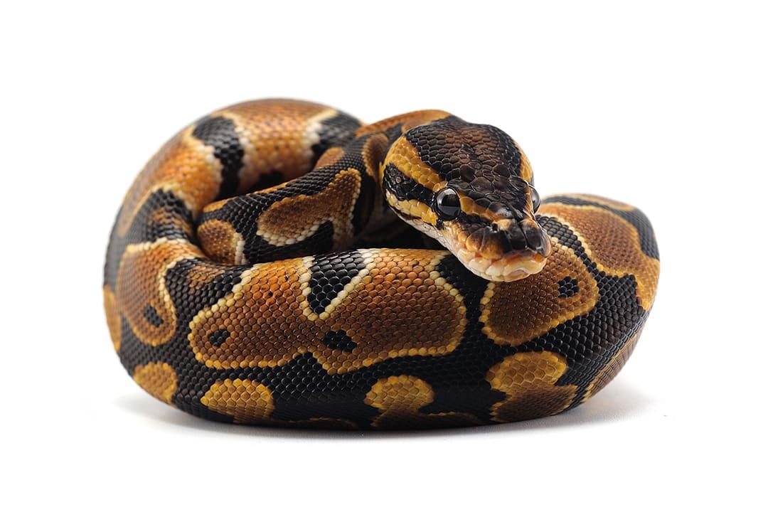 Pet_AnimalsBall_Pythons