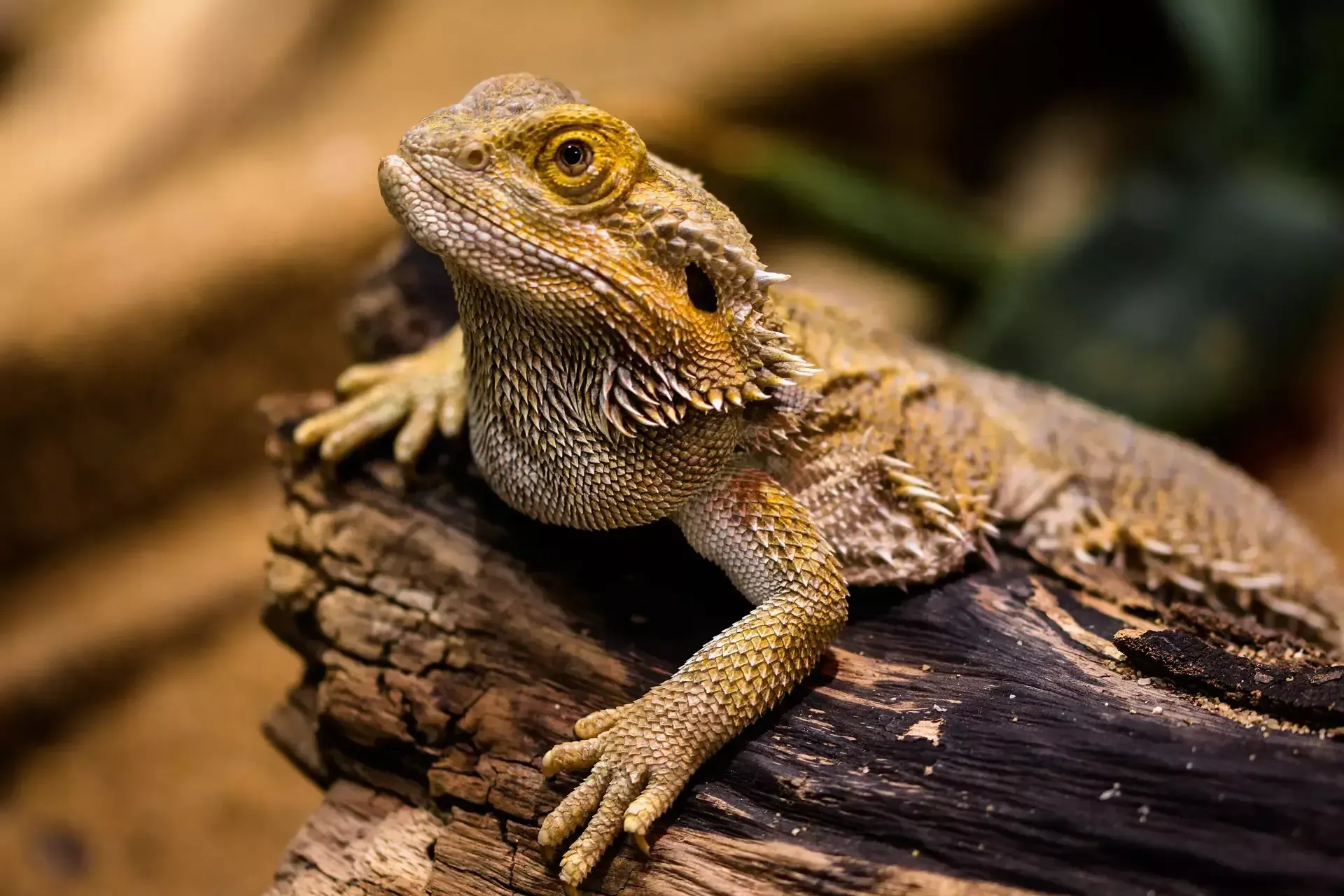 Pet_AnimalsBearded_Dragons