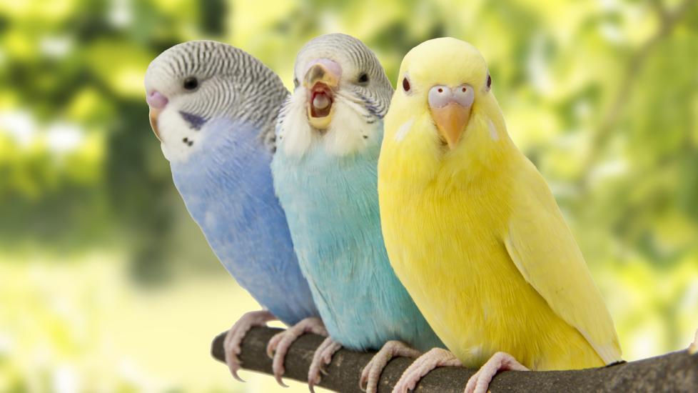 Pet_AnimalsBudgerigars_Budgies