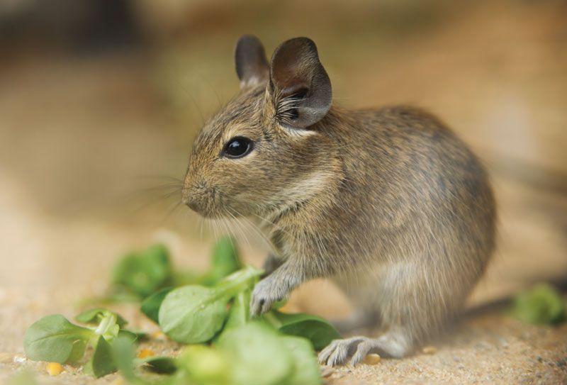 Pet_AnimalsDegus