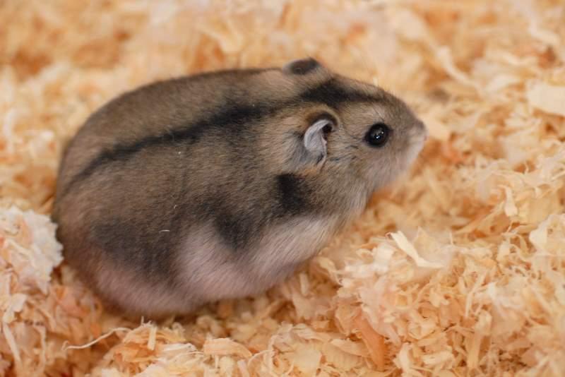 Pet_AnimalsDwarf_Hamsters