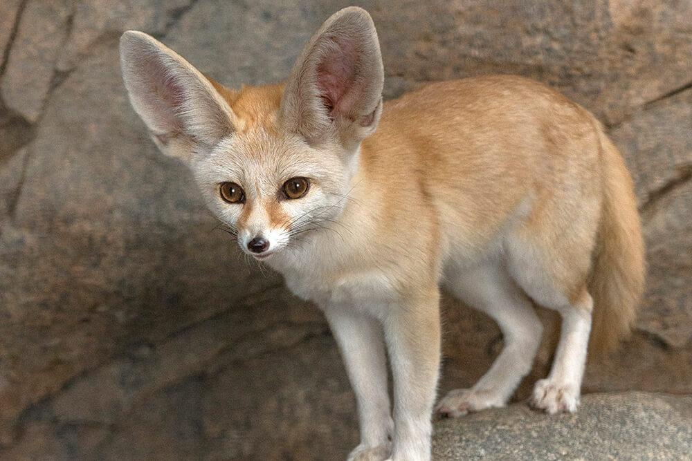 Pet_AnimalsFennec_Foxes