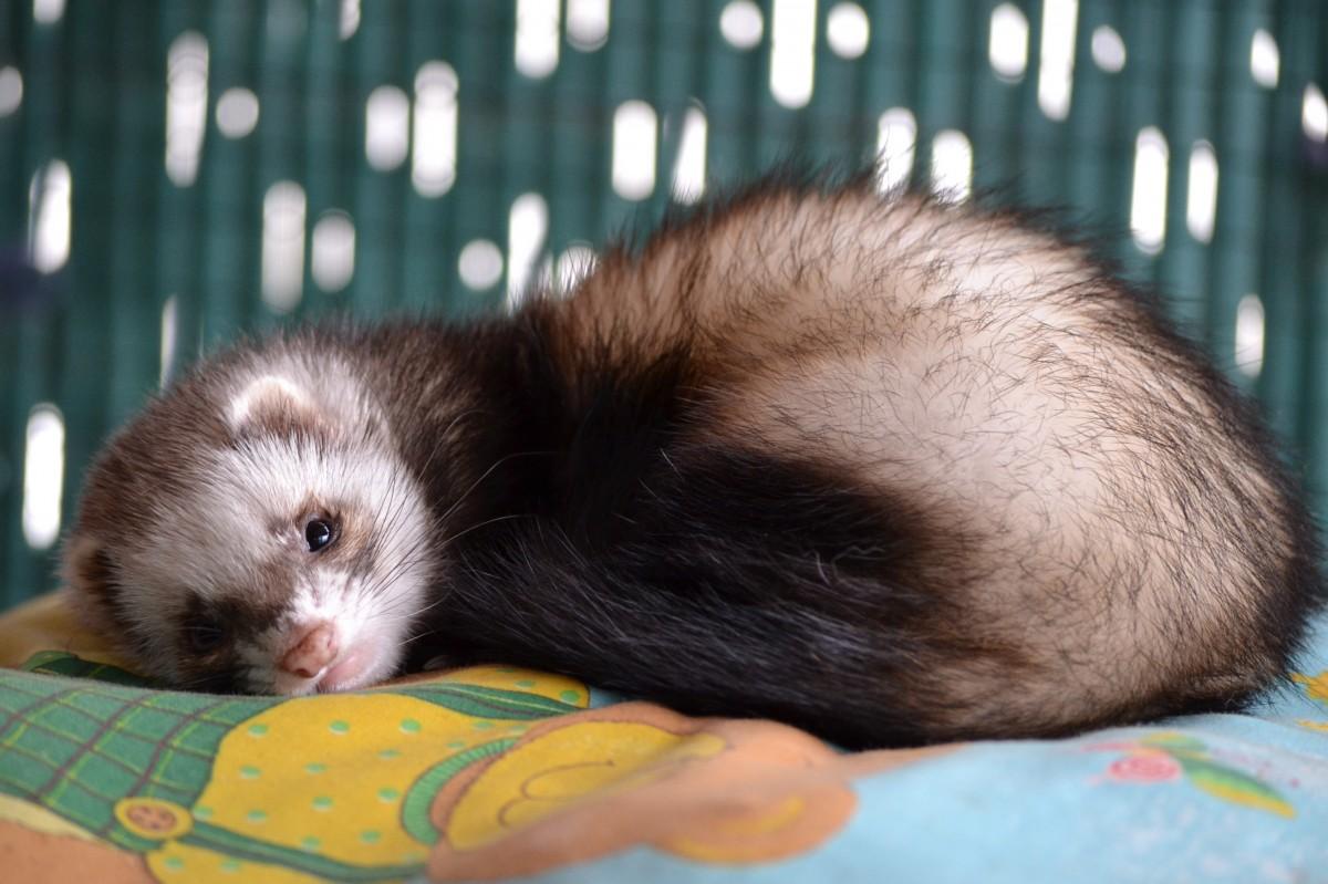 Pet_AnimalsFerrets