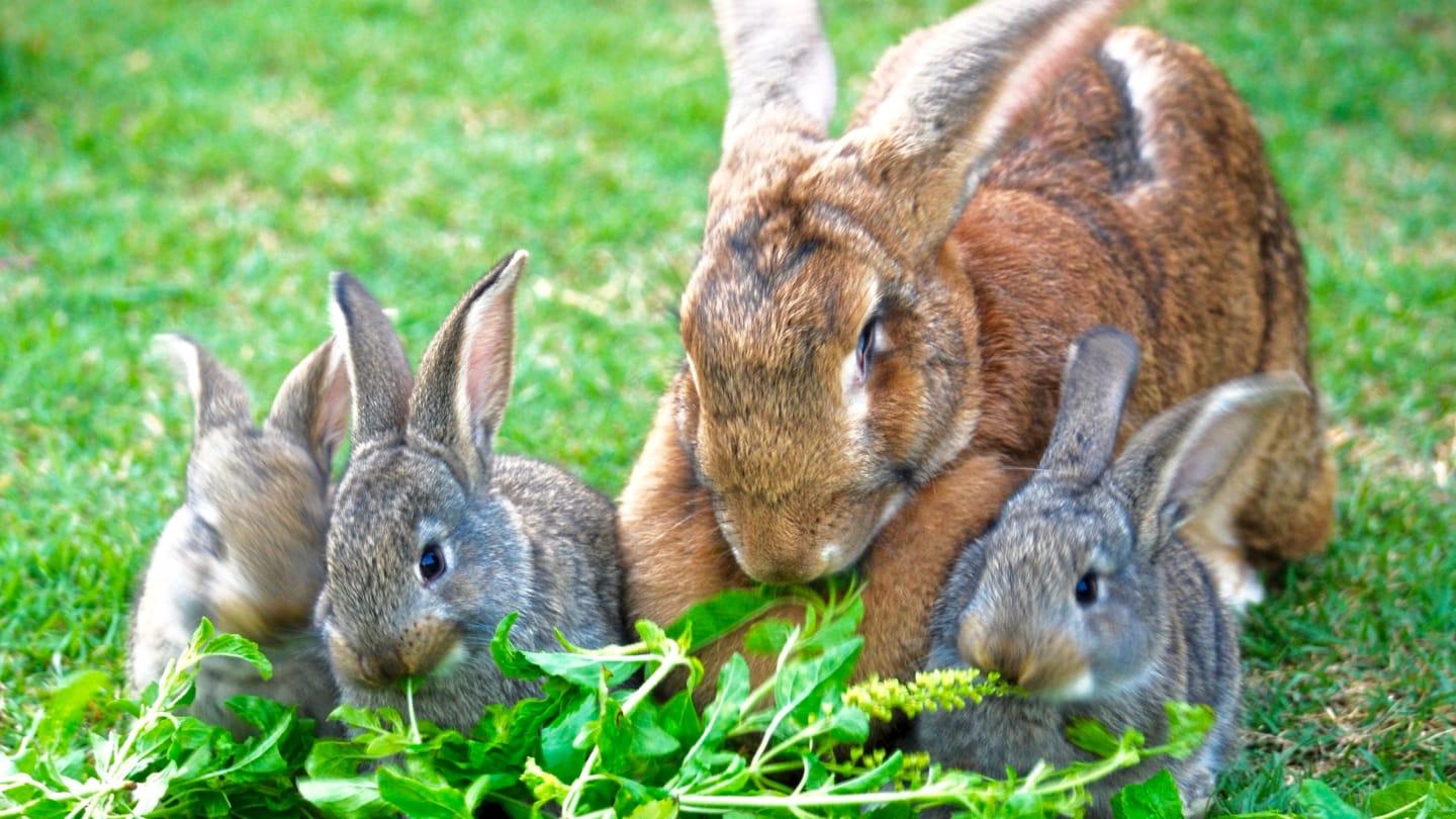 Pet_AnimalsFlemish_Giant_Rabbits