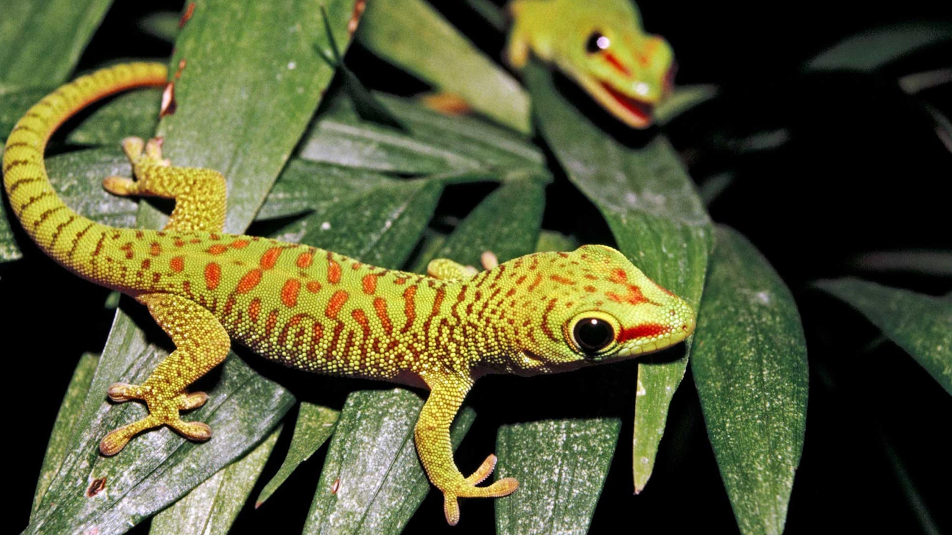 Pet_AnimalsGeckos