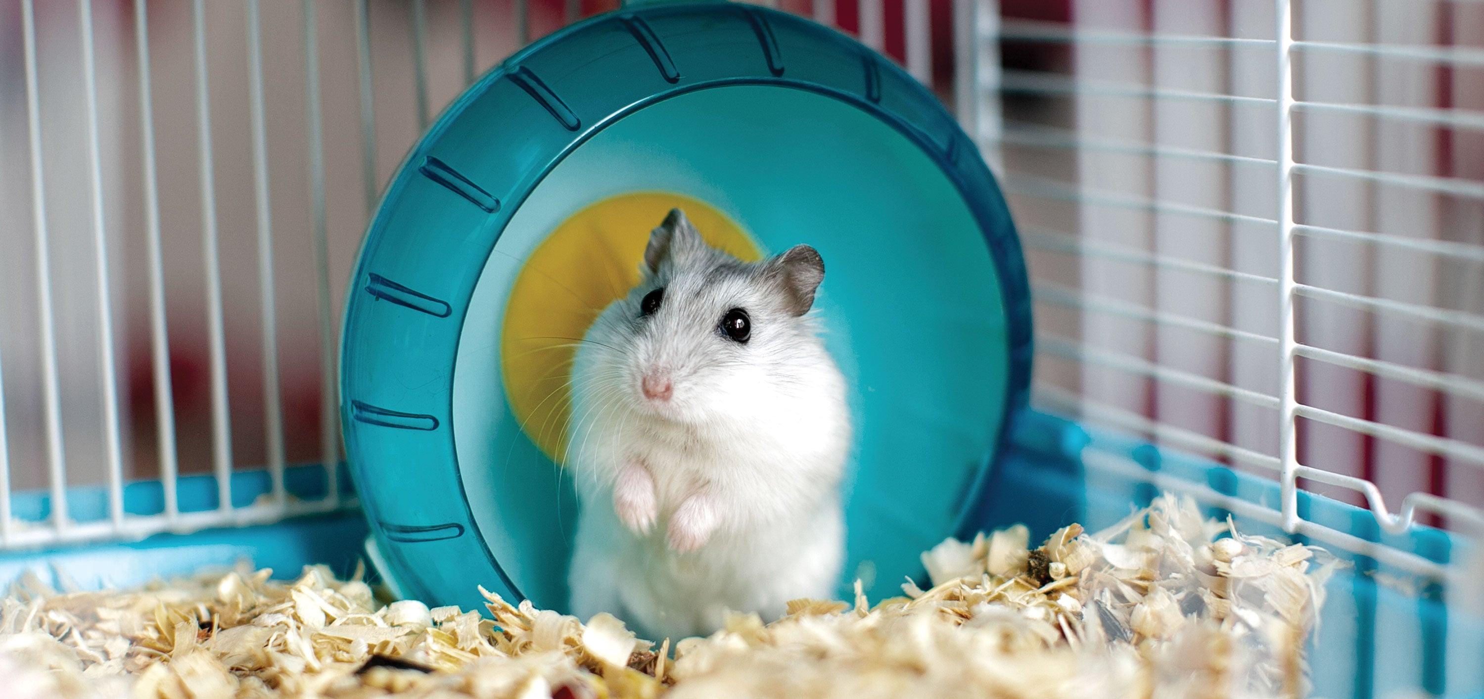 Pet_AnimalsGerbils