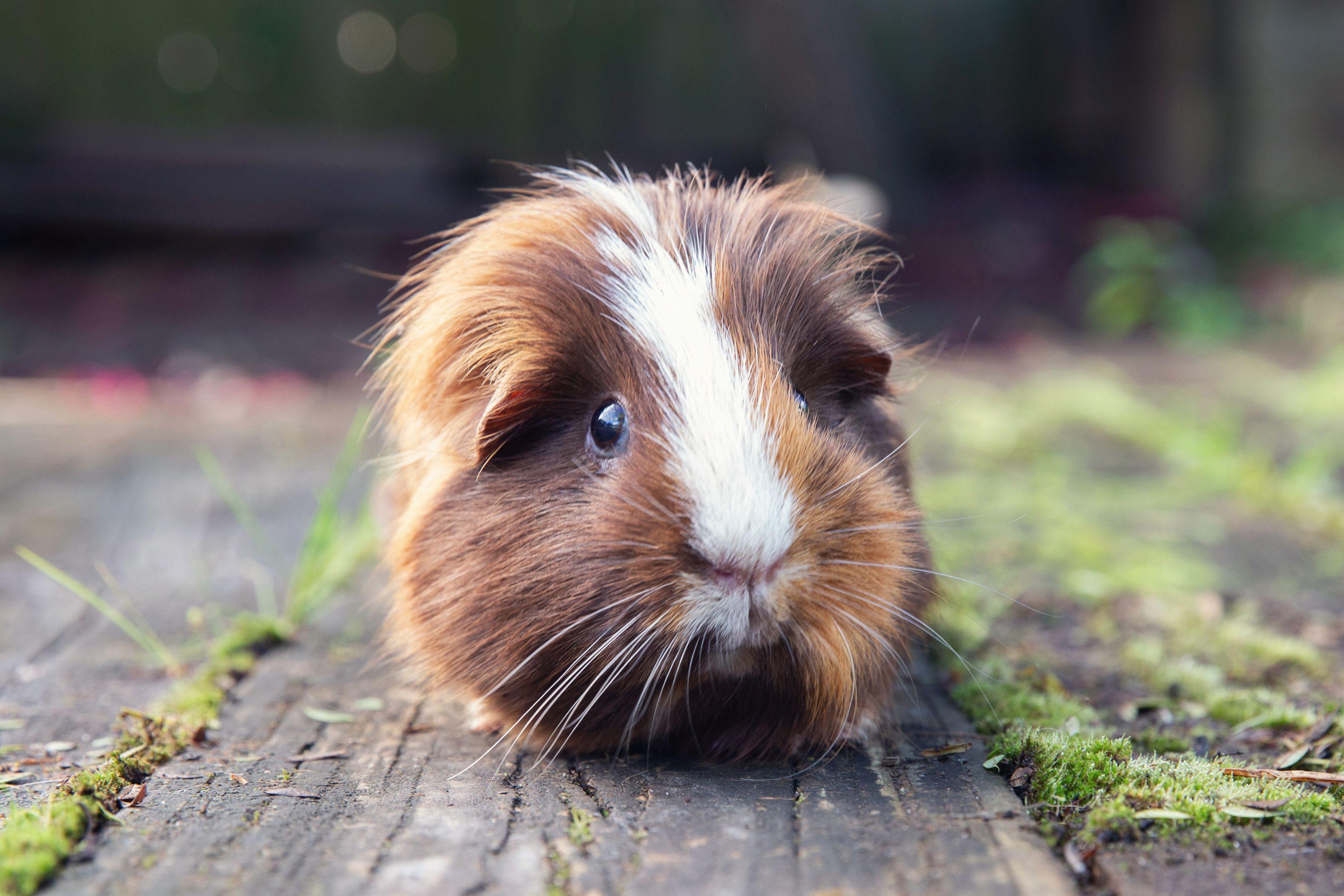 Pet_AnimalsGuinea_Pigs