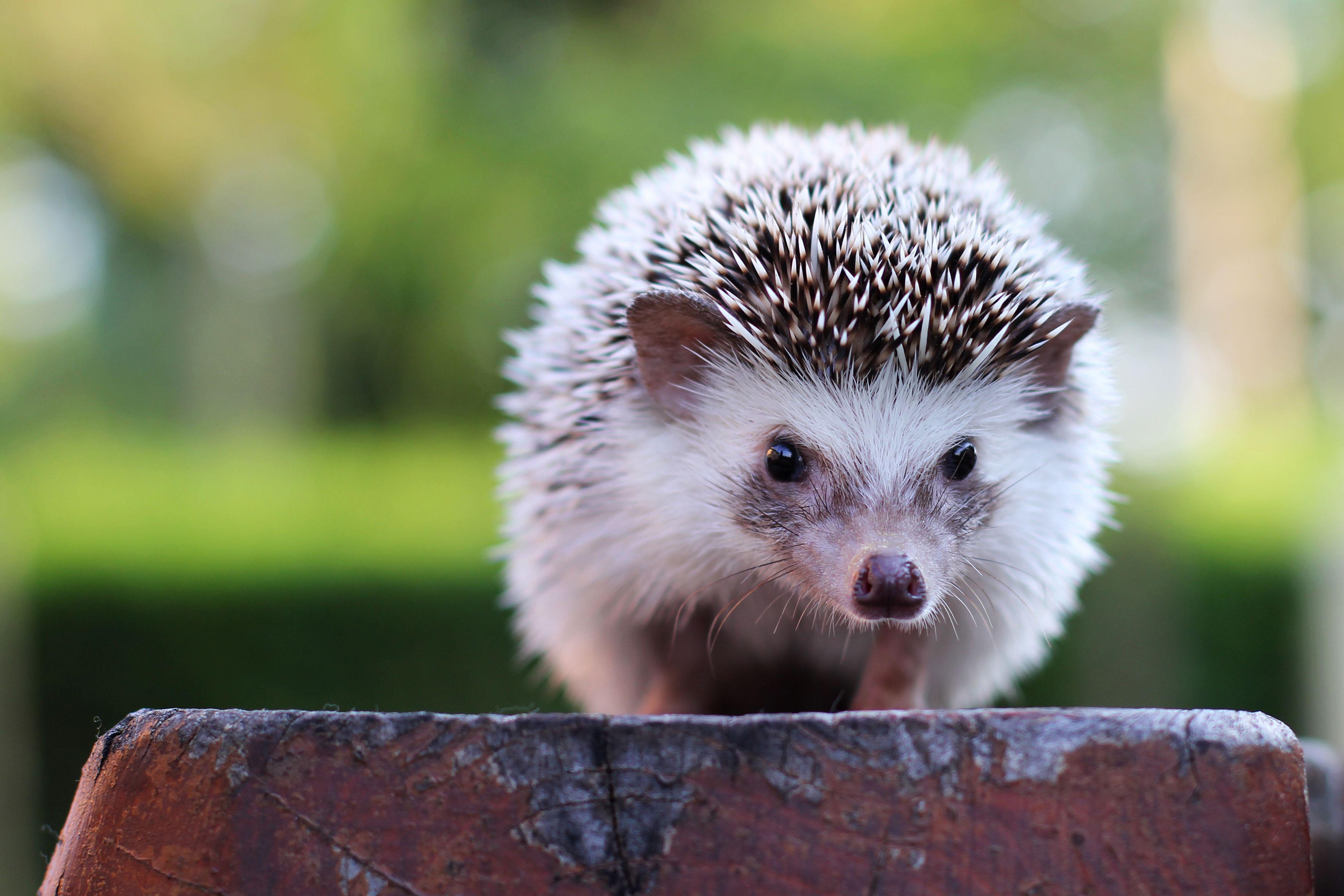 Pet_AnimalsHedgehogs