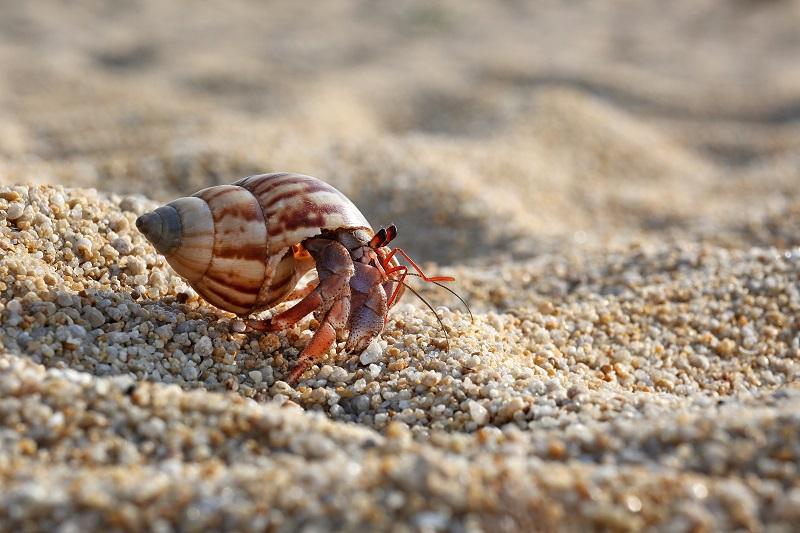 Pet_AnimalsHermit_Crabs