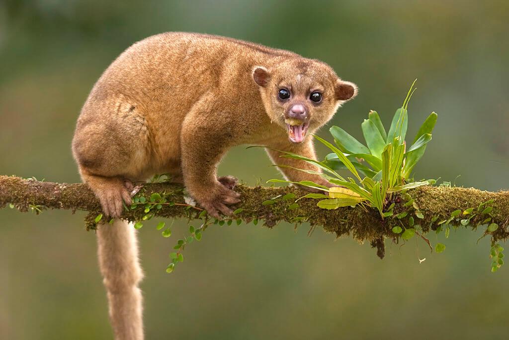 Pet_AnimalsKinkajous