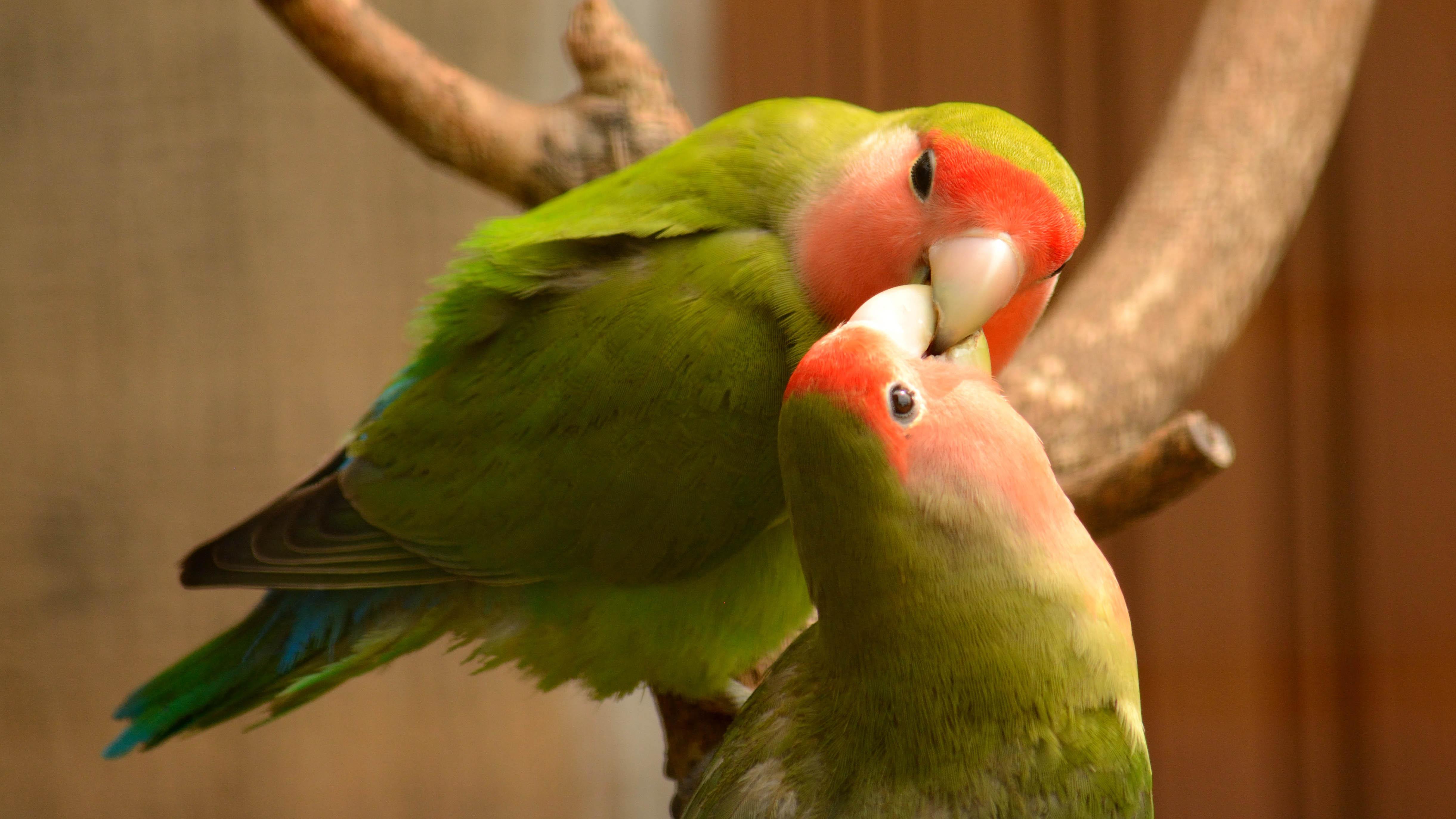 Pet_AnimalsLovebirds