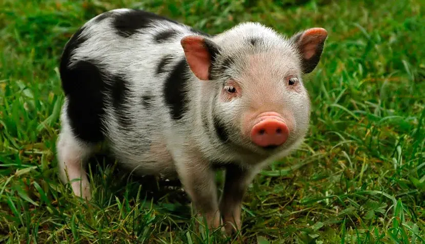 Pet_AnimalsMiniature_Pigs