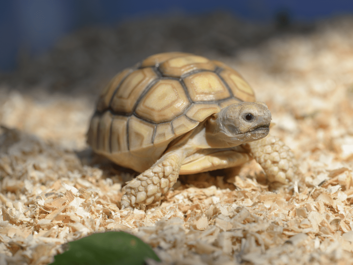 Pet_AnimalsRussian_Tortoises