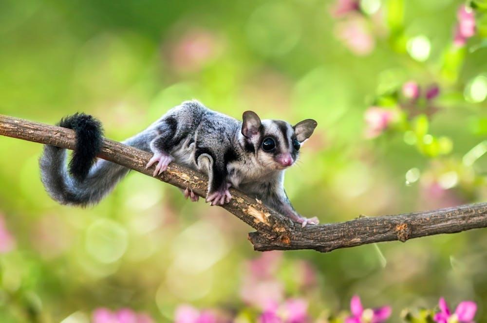 Pet_AnimalsSugar_Gliders