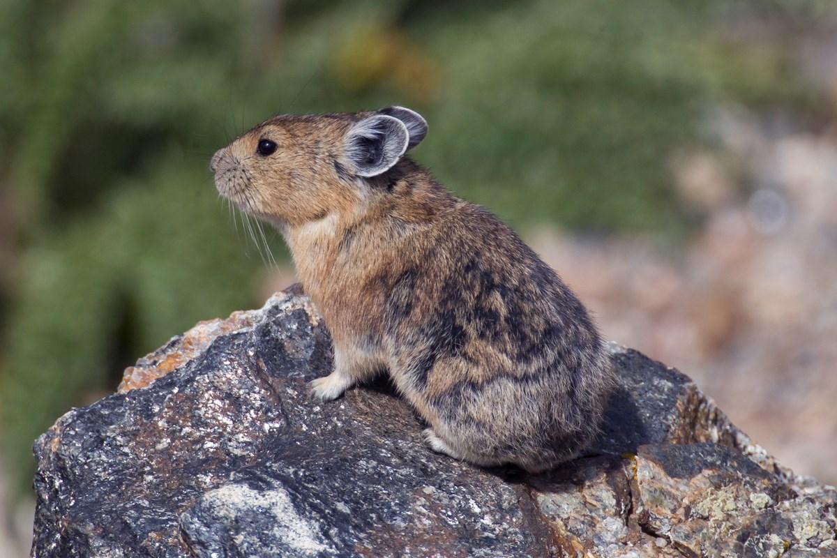 Pika