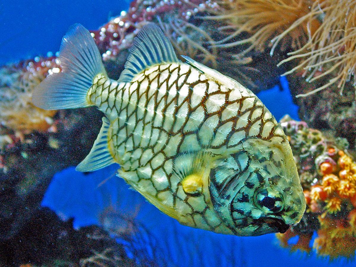 Pineapple_Fish