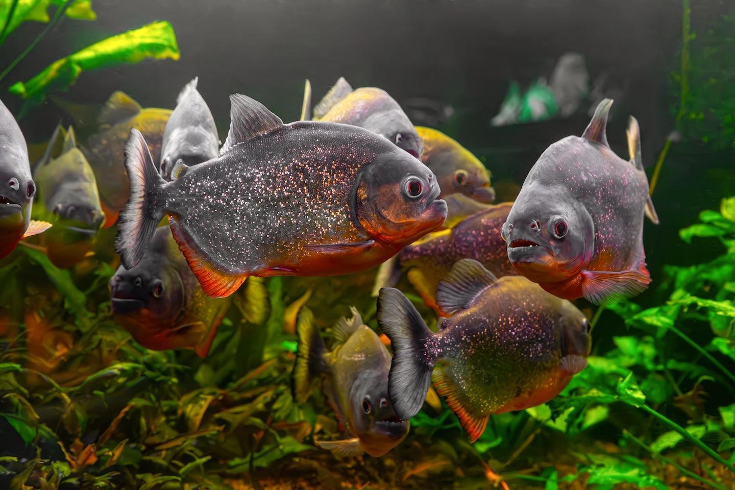 Piranha