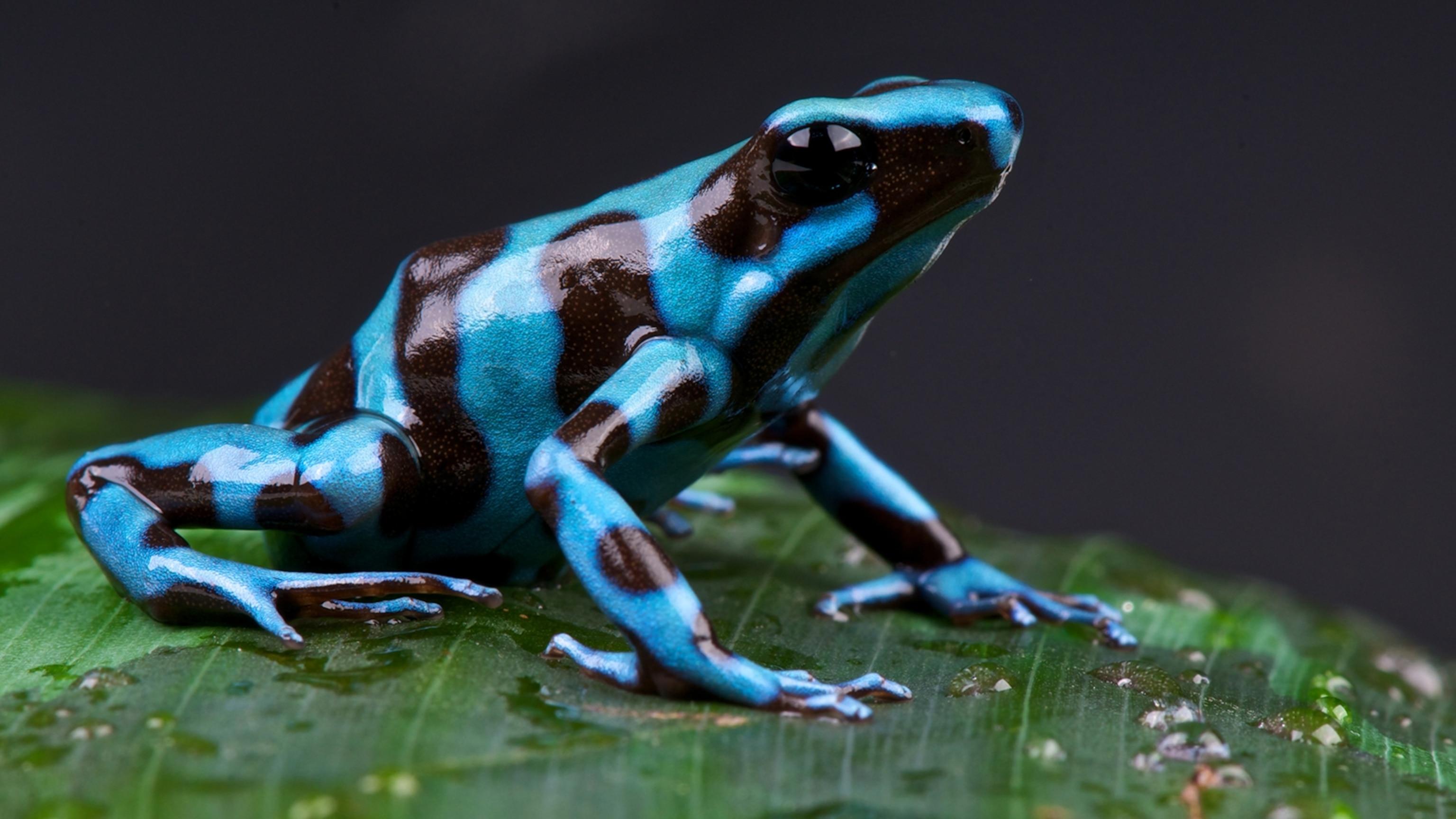 Poison_Dart_Frog