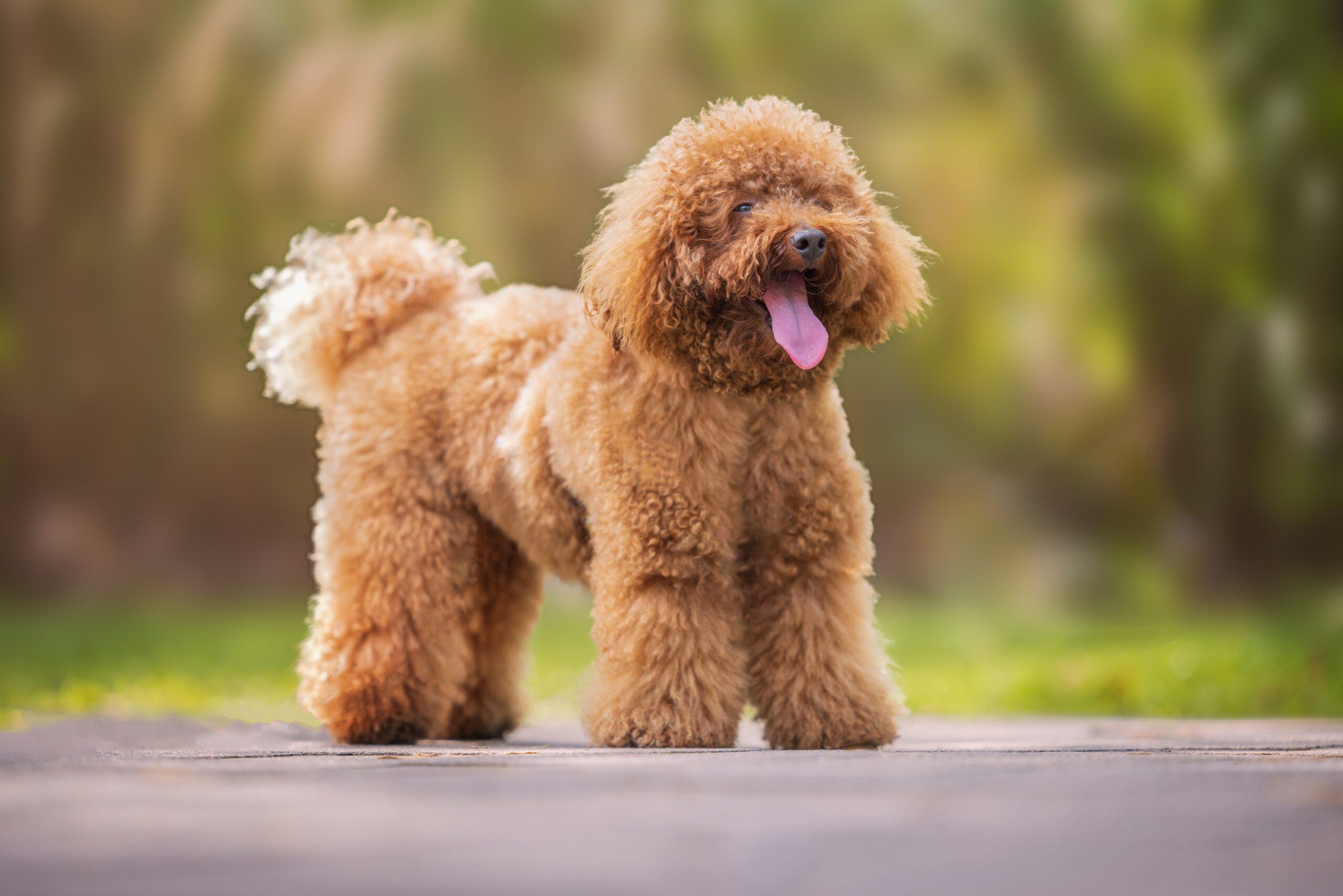 Poodle_Standard_and_Miniature