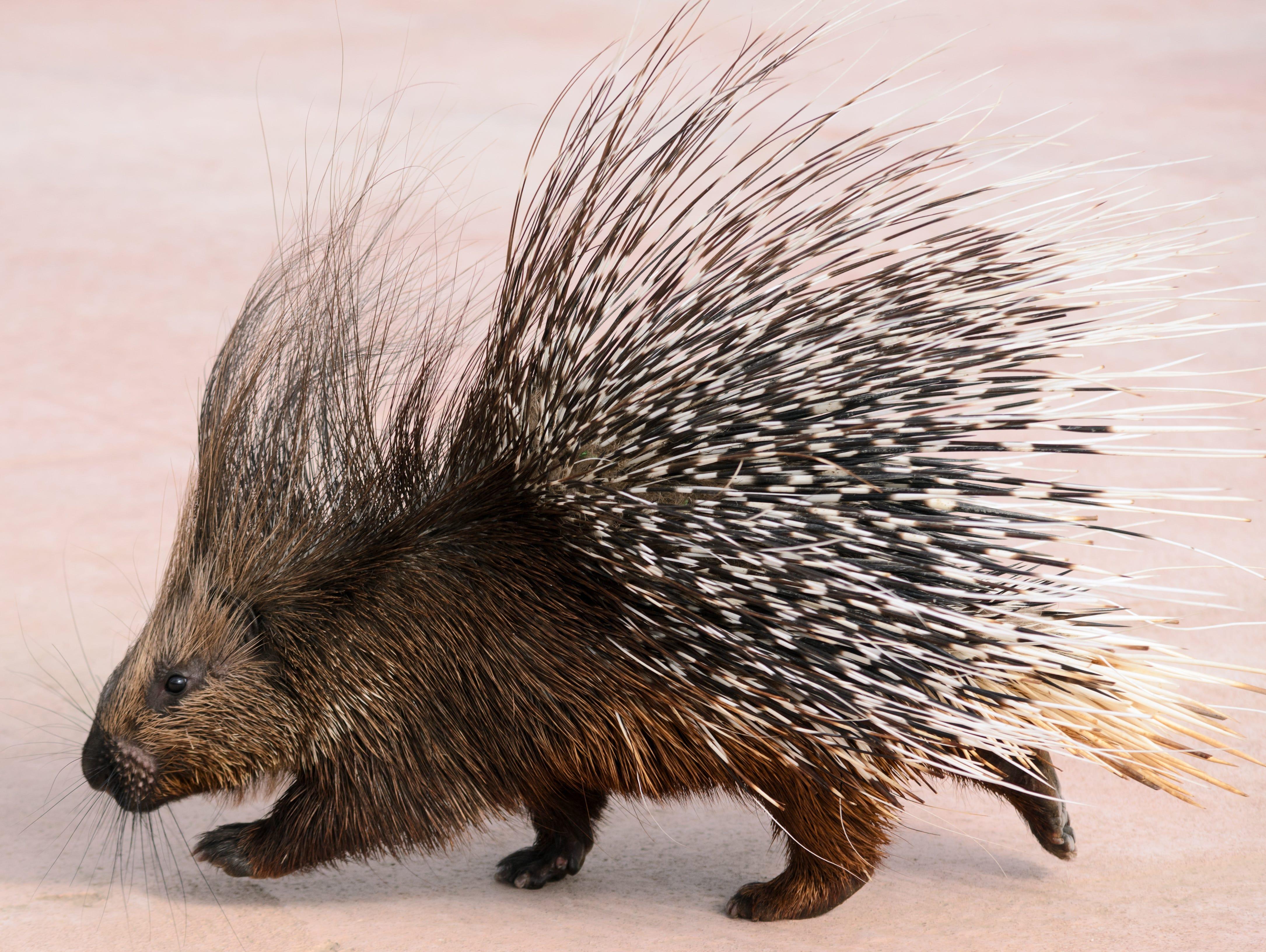 Porcupine