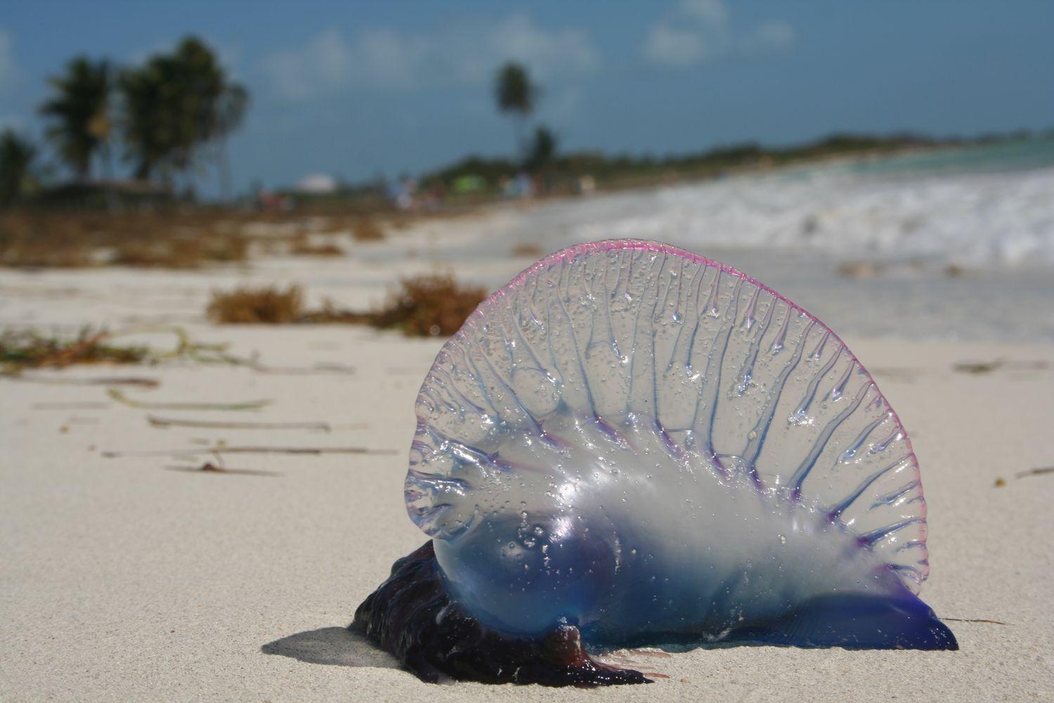 Portuguese_Man_O_War