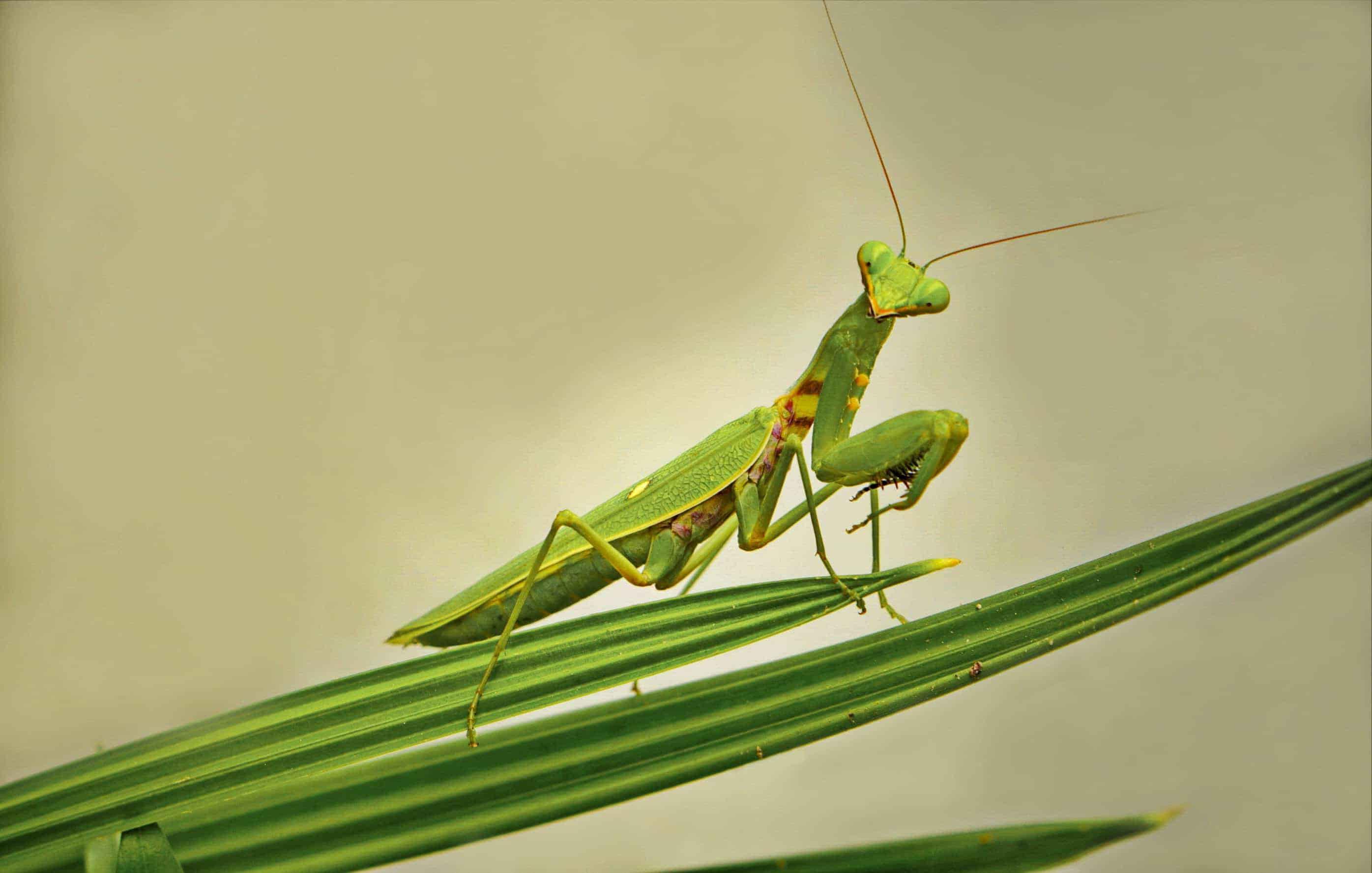 Praying_Mantis