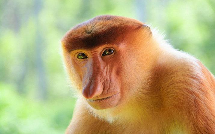 Proboscis_Monkey