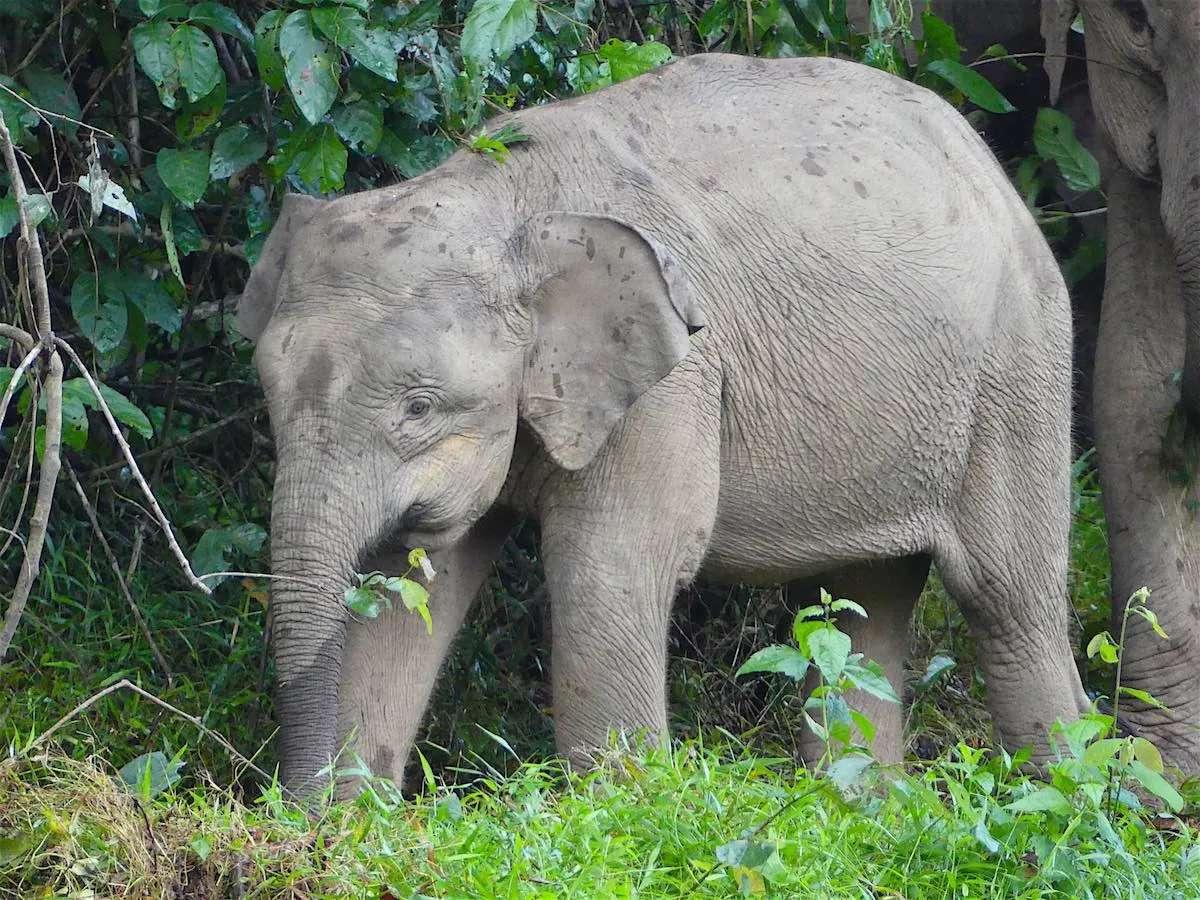 Pygmy_Elephant