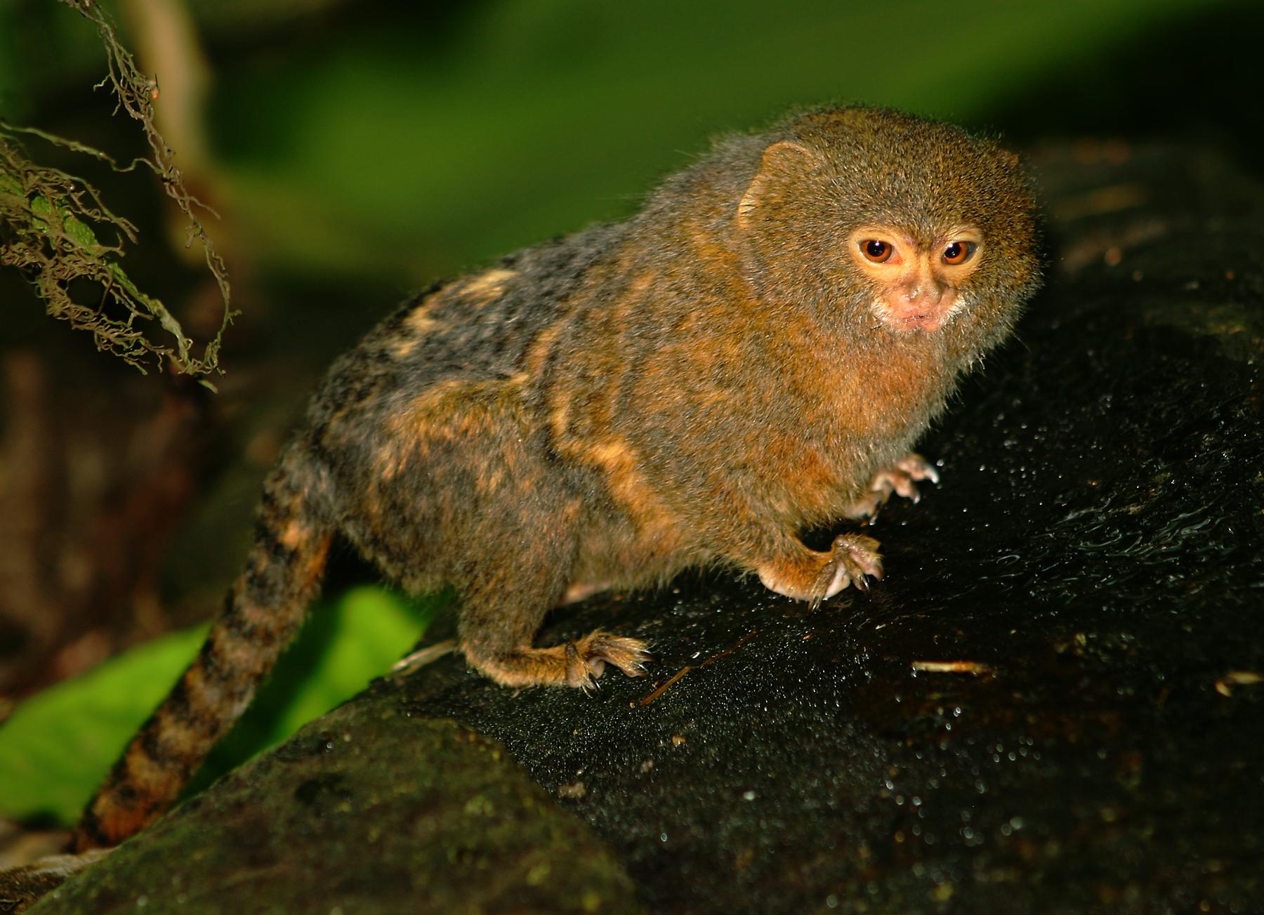 Pygmy_Marmoset