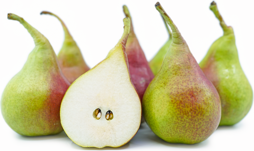 Queen_Forelle_Pear