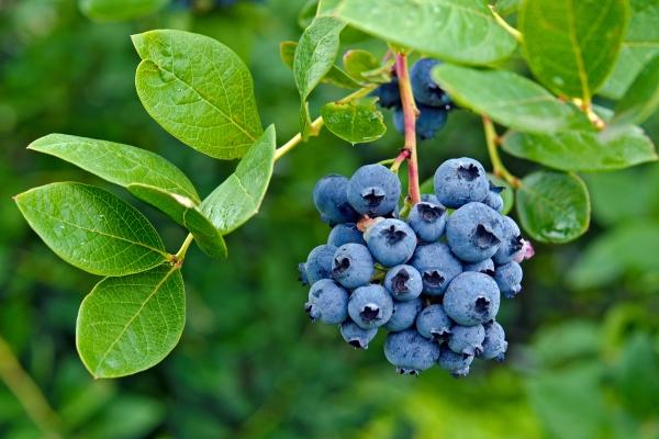 Queensland_Blueberry