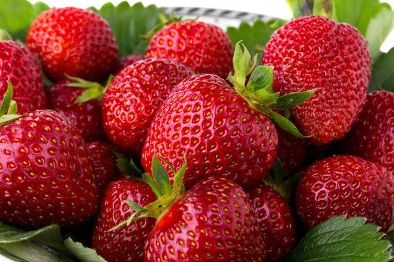 Quinault_Strawberry