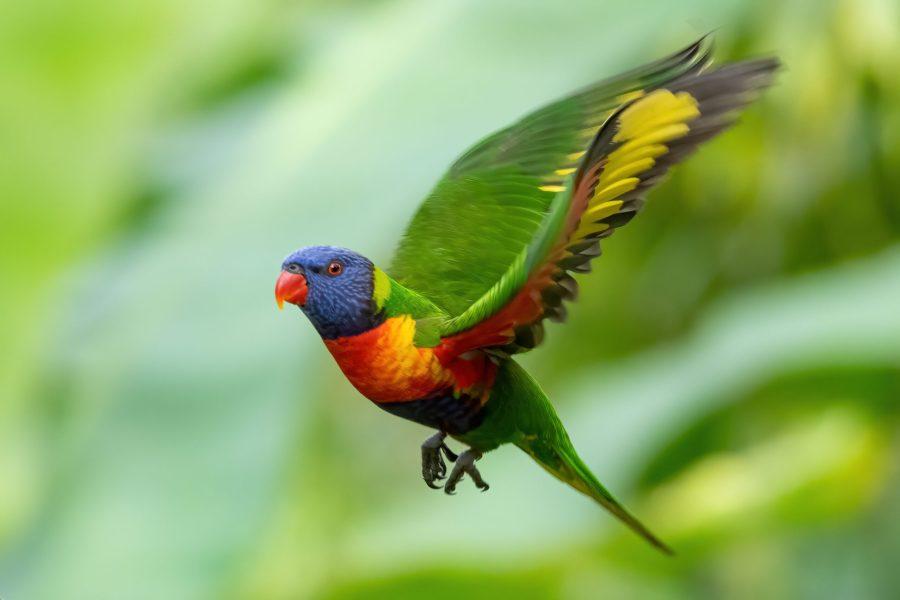 Rainbow_Lorikeet