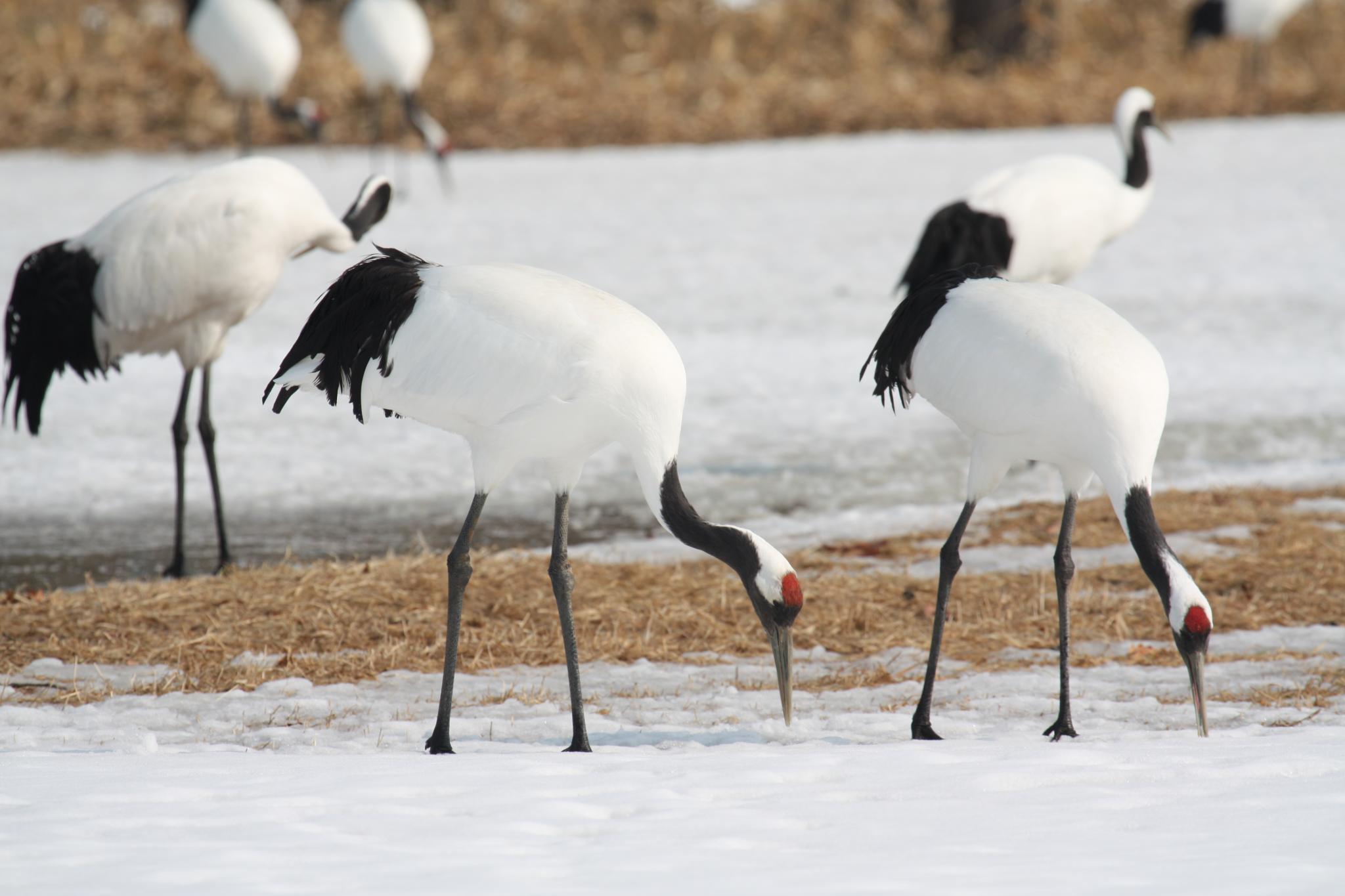 Red-Crowned_Cranes