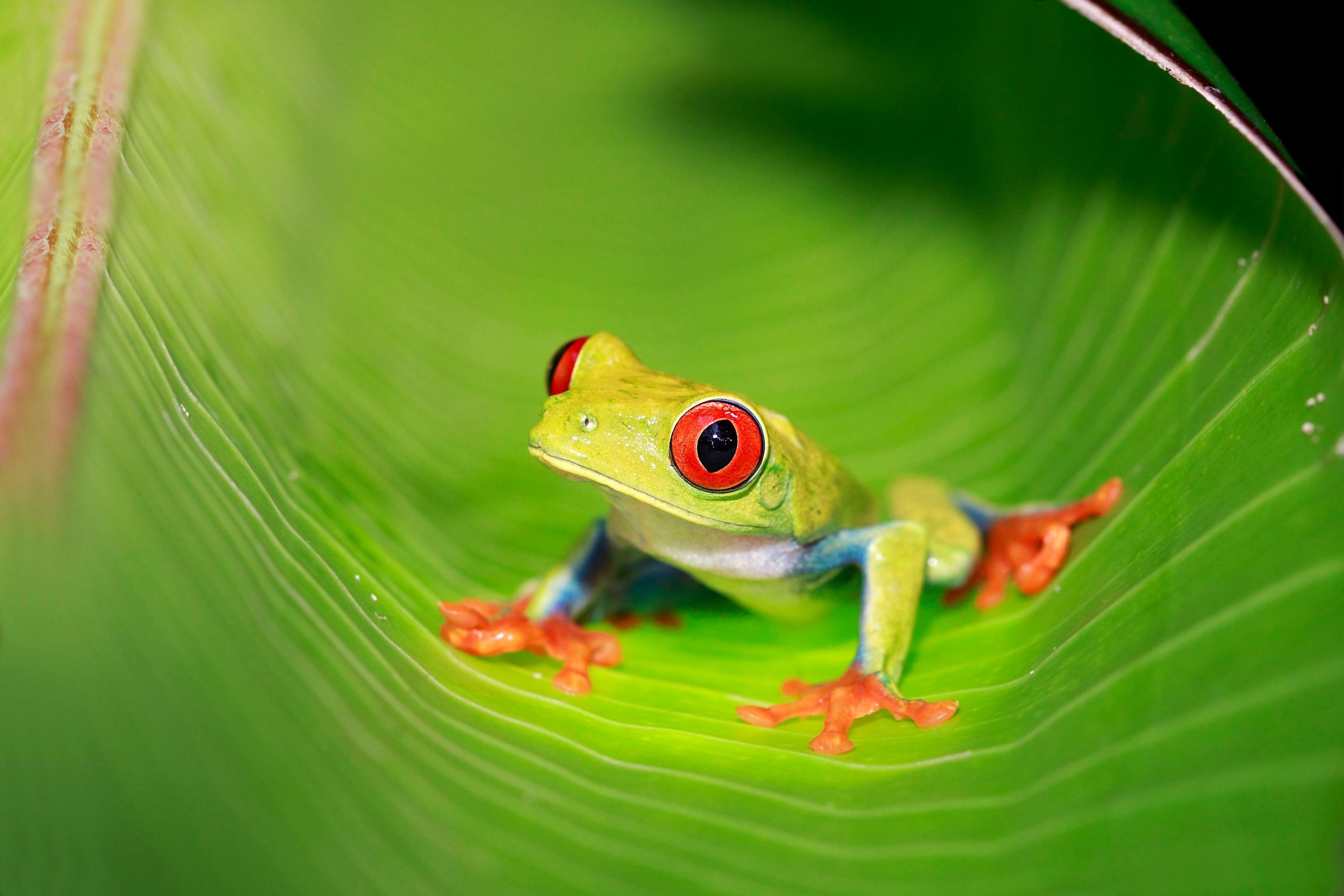 Red-Eyed_Tree_Frog