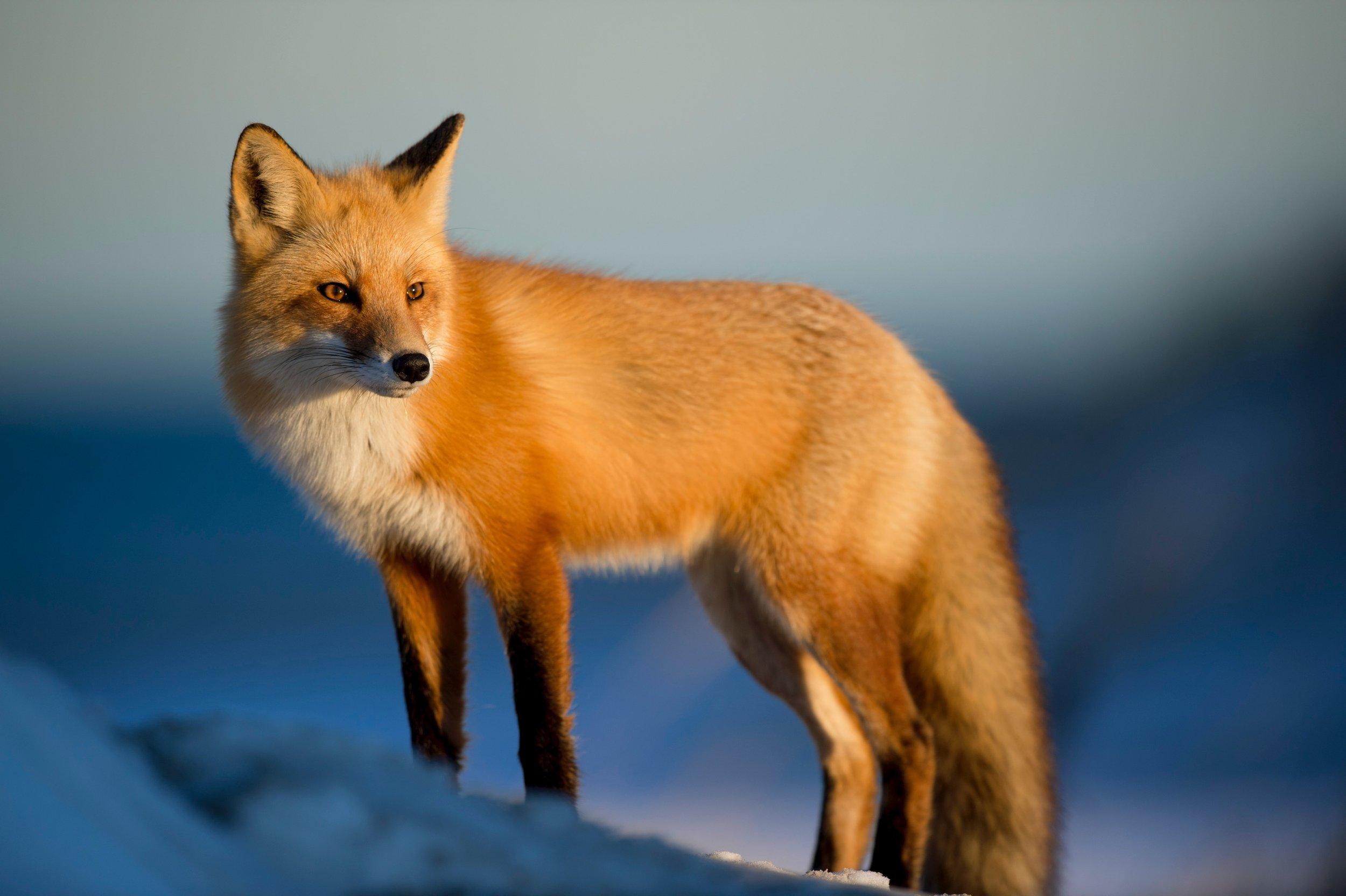 Red_Fox