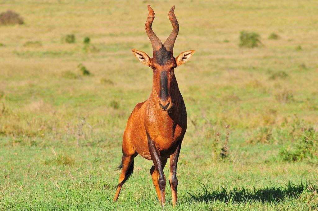 Red_Hartebeest