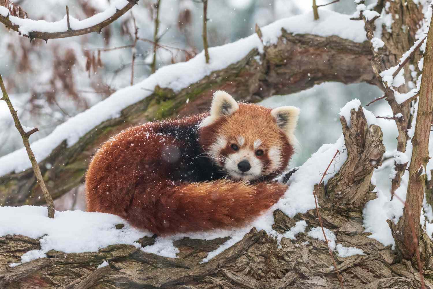 Red_Panda