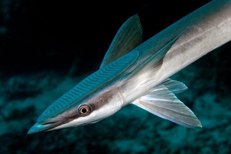 Remora_Fish