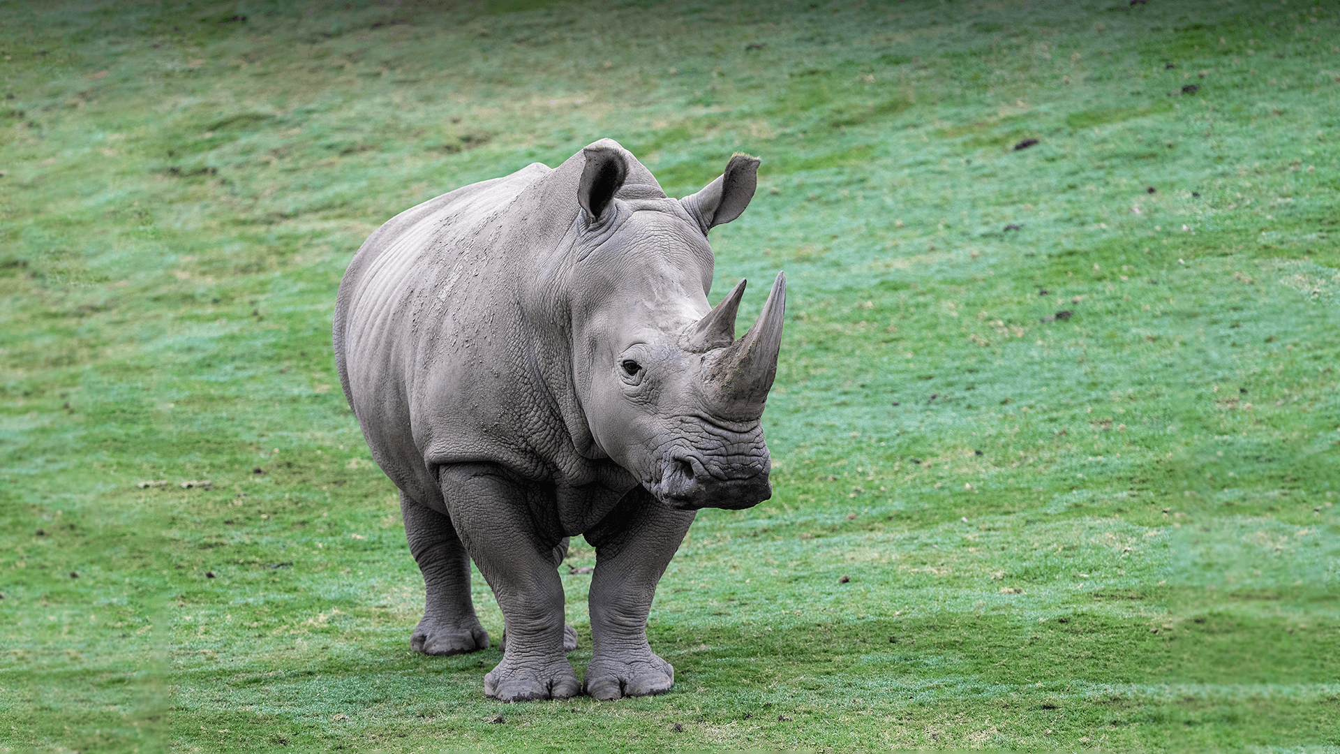 Rhino