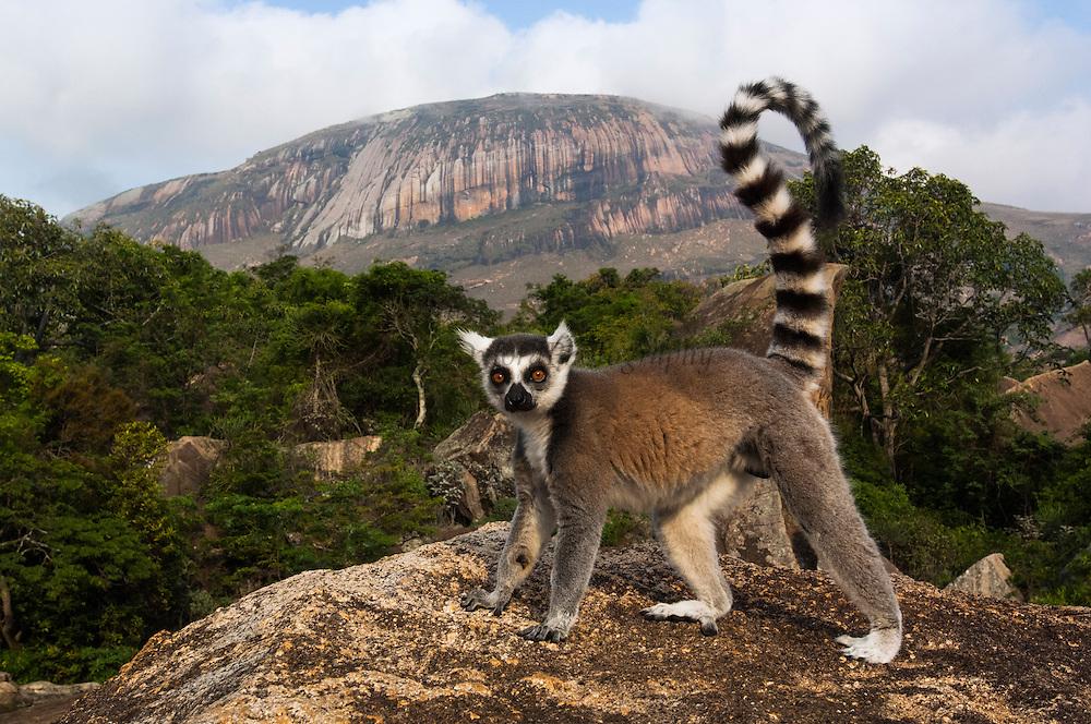 Ring-tailed_Lemur